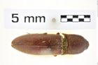 Foto (Dorsalansicht) von Xanthopenthes ceylonensis (Schimmel, 1999) (NHMW-ZOO-COL-0008410)